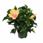 Китайска роза   Р13 - Image 2