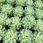 Ешеверия микс P10 - Image 2