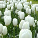 Лале 'Royal Virgin'