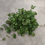 Декоративна стайна лоза - Image 3