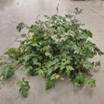 Декоративна стайна лоза - Image 2