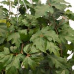 Декоративна стайна лоза