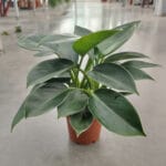 Филодендрон 'Green princess' - Image 3