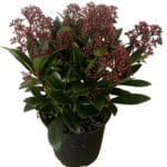 Скимия (Skimmia japonica) - Image 2