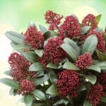 Скимия (Skimmia japonica)