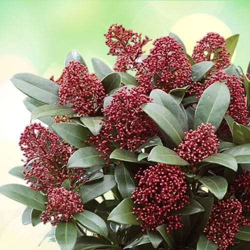Скимия (Skimmia japonica)