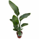 Стрелиция - Image 2