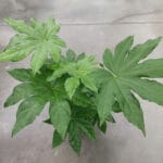 Японска аралия - Image 2