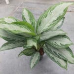 Аглаонема "Silver Bay" - Image 2