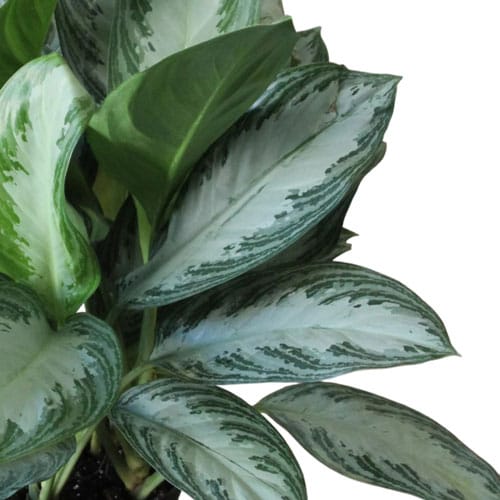 Аглаонема "Silver Bay"