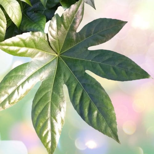 Японска аралия