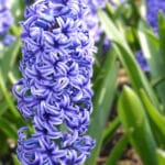 Луковица зюмбюл ‘BLUE JACKET’