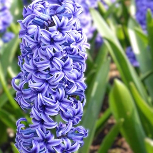 Луковица зюмбюл ‘BLUE JACKET’