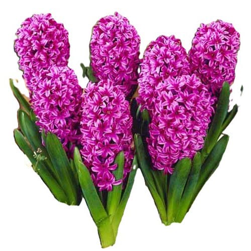 Луковица зюмбюл 'BROADWAY'