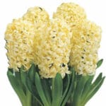 Луковица зюмбюл 'CITY OF HAARLEM'