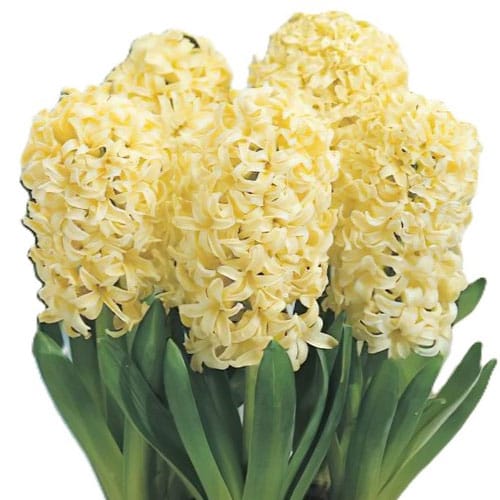 Луковица зюмбюл 'CITY OF HAARLEM'