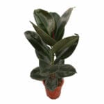 Ficus elastica 'Robusta' - Фикус 'Робуста' - Image 2