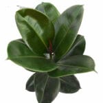 Ficus elastica 'Robusta' - Фикус 'Робуста'