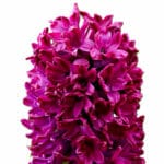 Луковица зюмбюл 'Woodstock'