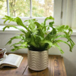 Асплениум 'Криси'