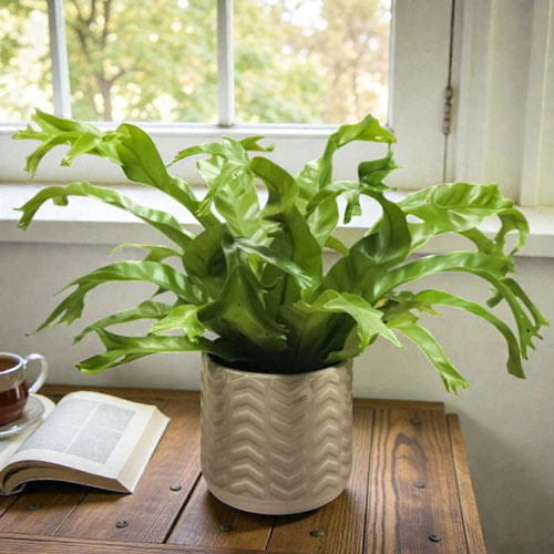 Асплениум 'Криси'