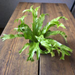 Асплениум 'Криси' - Image 3