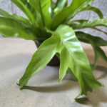 Асплениум 'Криси' - Image 4