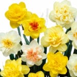 Луковици КИЧЕСТИ НАРЦИСИ