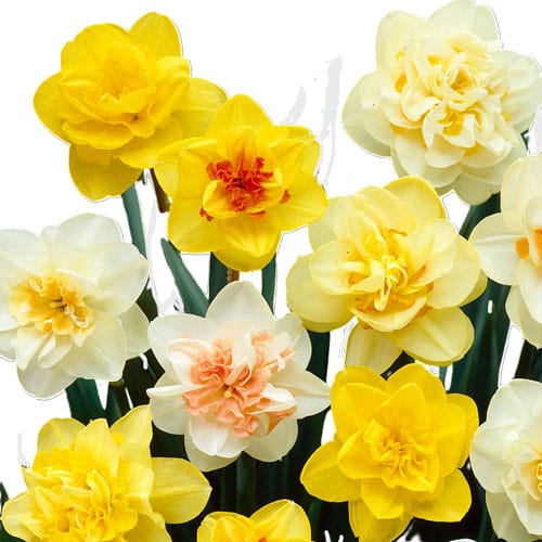 Луковици КИЧЕСТИ НАРЦИСИ