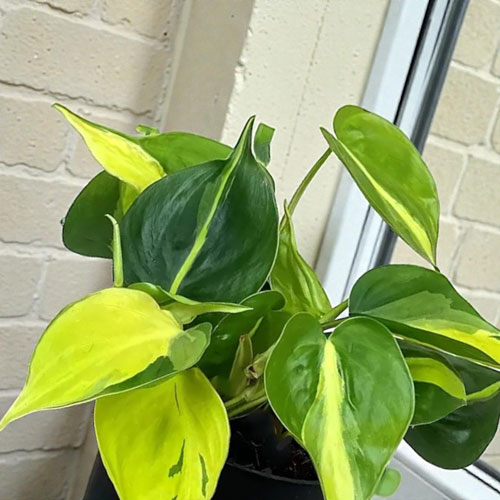 Филодендрон Бразил