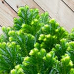 Йерихонска роза - Selaginella Jori