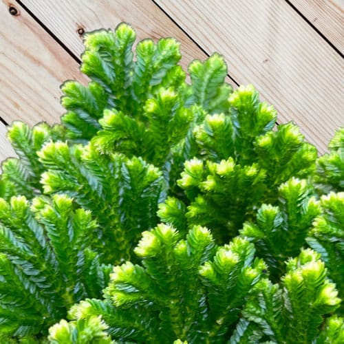 Йерихонска роза - Selaginella Jori