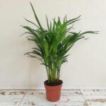 dypsis 17-19