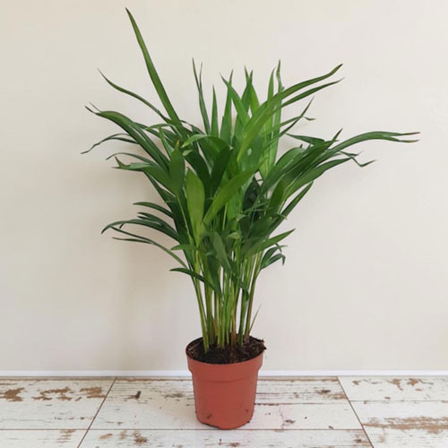 dypsis 17-19