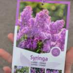 Люляк - дръвче