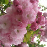 Японска вишна ‘КАНЗАН' щам 200см