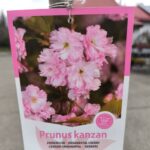 Японска вишна ‘КАНЗАН' щам 80 - Image 3