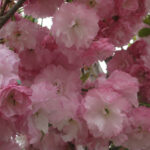 Японска вишна 'КИКУ-ШИДАРЕ' щам 150