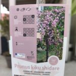 Японска вишна 'КИКУ-ШИДАРЕ' щам 150 - Image 4