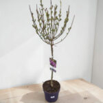 Люляк - дръвче - Image 2