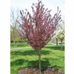 Японска вишна ‘КАНЗАН' щам 200см - Image 2