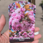 Японска вишна ‘КАНЗАН' щам 200см - Image 4