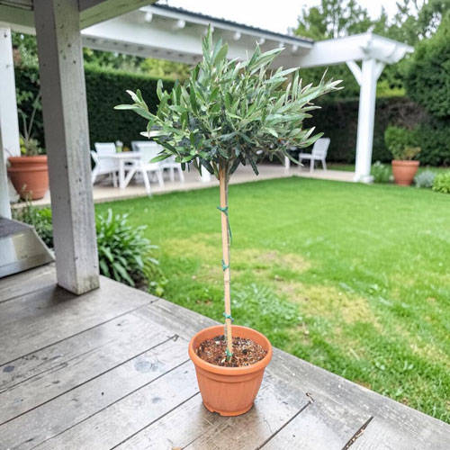 Маслина Н100см