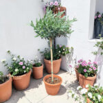 Маслина Н100см - Image 2