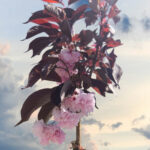 Японска вишна ‘Royal Burgundy' щам 200см - Image 3