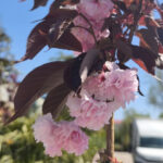 Японска вишна ‘Royal Burgundy' щам 200см