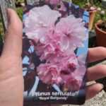 Японска вишна ‘Royal Burgundy' щам 200см - Image 4