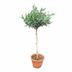 Маслина Н100см - Image 3