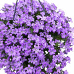 Кампанула кошница