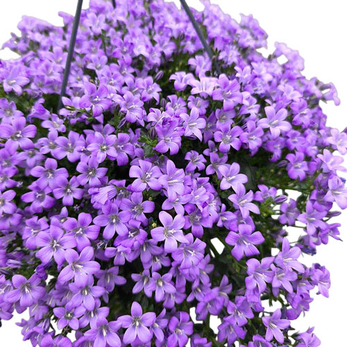 Кампанула кошница
